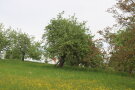 Streuobstwiese