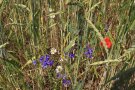 Acker-Rittersporn in Dinkel