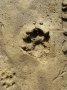 Trittsiegel im Sand. Die Krallen sind gut sichtbar.