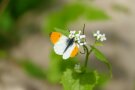 Ein Aurorafalter sitzt auf einer weißen Blüte.