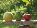 Äpfel und Birnen auf einer Bank