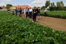Eine Frau führt eine Gruppe von Menschen an einem Sojafeld entlang