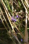Erdhummel auf Frauenspiegel