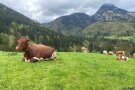 Mehrere Kühen wiederkäuen auf einer Almweide.