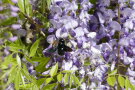 Blauschwarze Holzbiene