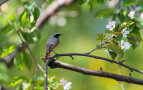 Grau-roter Vogel sitzt auf einem blühenden Ast