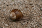 Weinbergschnecke