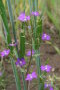 Echter Frauenspiegel mit violetten Blüten