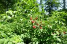 Strauch mit roten Beeren am Waldrand