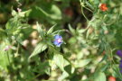 Blauer Gauchheil: Pflanze mit kleinen blauen Blüten