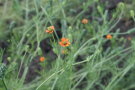 Mehrere Blüten des Sommer-Adonisröschens