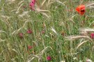 Ackerwildkräuter