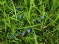 Gamander Ehrenpreis (Veronica chamaedrys)