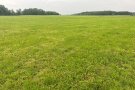 Weidefläche mit Wald und Himmel im Hintergrund