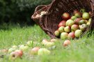 Obstkörbe voller Streuobst