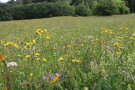 Bergwiese mit bunt blühenden Wiesenblumen mit angrenzenden Hecken