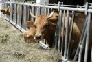 Murnau Werdenfelser Kuh