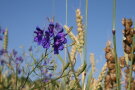 Acker-Rittersporn im Getreide