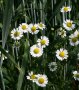 Weiße Blüten der echten Kamille