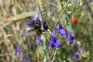Garten-Hummel auf Acker-Rittersporn