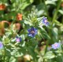 Blauer Gauchheil: Pflanze mit kleinen blauen Blüten