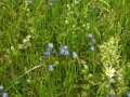 Glockenblumen und Wiesen-Labkraut