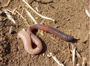 Lumbricus terrestris, vorne dunkel-lila, hinten hell-rosa pigmentiert