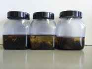 Drei Behälter mit unterschiedlichen Insekten, die im Labor ausgewertet werden