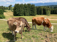 Drei Rinder stehen auf einer umzäunten Weide in hügeligem Gelände.