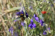 Garten-Hummel auf Acker-Rittersporn