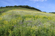 Blühfläche am Scharlachberg