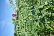 Blüte einer Kichererbsenpflanze