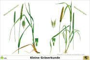 Zeichnung von zwei Graspflanzen