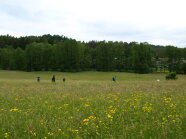 Artenreiche Wiese am Gewässerrand.