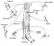 Grafik, die zeigt welche Tiere ein Zuhause in Totholz finden
