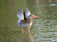 Eine mausernde Graugans bei der Gefiederpflege steht in einem Gewässer.