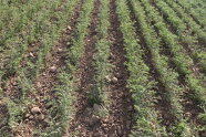 Feld auf dem Kicherbsen angebaut werden