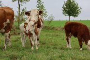 Kühe mit Kälbchen auf der Weide
