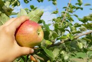 Eine Hand hält einen Apfel