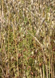 Linse im Gemenge mit Hafer kurz vor der Ernte