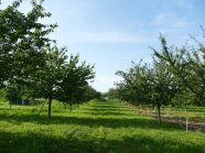 Wirtschaftlicher Streuobstbestand