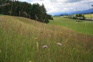 Steile Mähwiese im Allgäu.