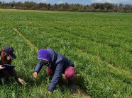 Eine Frau mit Kapuzenjacke kniet in einem Feld und schaut sich den Bestand an, am Rand eine weitere Frau