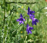 Acker-Rittersporn im Getreide