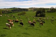 Viele Rinder grasen auf einer große Weide, im Hintergrund Büsche und Bäume