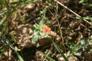 Rote Blüte des Acker-Gauchheil