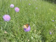 Schmetterling auf einer Witwenblume