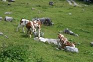 Junge Rinder auf Almweide