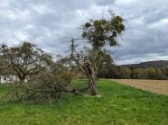 Ein kahler Obstbaum mit abgebrochenem Ast und Mistelbefall steht in der Landschaft.