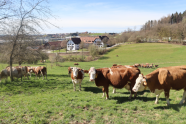 Eine Kuhherde grast auf einer grünen Wiese, im Hintergrund Sträucher, Bäume, leicht hügelige Landschaft und ein großes Gebäude